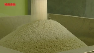 [Video] VCCI đề xuất bỏ một số quy định về kinh doanh xuất khẩu gạo