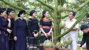 Sản xuất sầu riêng tại Hợp tác xã dịch vụ nông nghiệp sạch, huyện Krông Pắc. Ảnh | NGUYỄN CÔNG LÝ