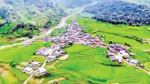 Giống lúa nếp Tan đặc sản làm nên sắc xanh tuyệt đẹp cho những cánh đồng Ngọc Chiến. Ảnh | Vietmountain Travel
