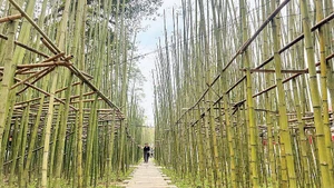 Ảnh DUY LINH