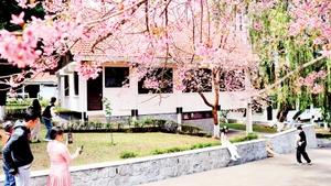 Không gian hoa mai anh đào quyến rũ.