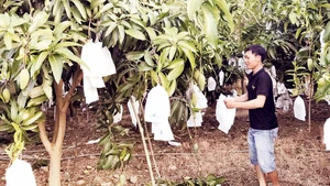 Đắk Gằn đã hình thành vùng sản xuất xoài tập trung có giá trị kinh tế cao.