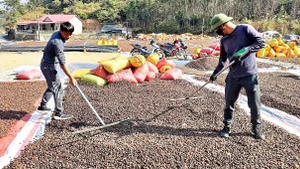 Người dân thôn Yên Hạ, xã Yên Trạch, huyện Cao Lộc (tỉnh Lạng Sơn) phơi khô quả sở để chế biến tinh dầu sở.