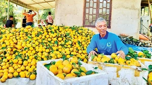 Ông Nguyễn Minh Ðịnh đóng gói cam vừa thu hoạch chuẩn bị chuyển cho thương lái.