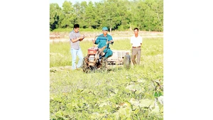 Nông dân vùng ngọt huyện Trần Văn Thời được khuyến cáo trồng rau màu thay vì trồng lúa vụ 3.