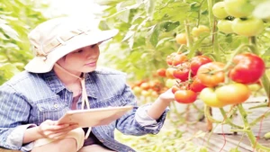 Tham gia chương trình “tick xanh trách nhiệm” các đơn vị cung cấp phải bảo đảm chất lượng nông sản theo tiêu chuẩn.