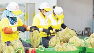 Doanh nghiệp tại Lâm Đồng tuyển chọn sầu riêng bảo đảm tiêu chuẩn xuất khẩu.