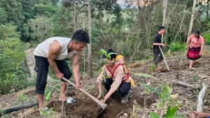 Người dân huyện Nậm Pồ hưởng ứng chương trình "trồng một tỷ cây xanh" để bảo vệ môi trường, tăng tỷ lệ che phủ tại địa phương.