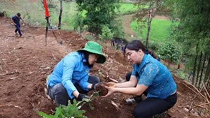 Cán bộ huyện Tuần Giáo hỗ trợ người dân trồng 1.000 cây mắc-ca để chuyển đổi cây trồng và phủ xanh đất trống đồi núi trọc.