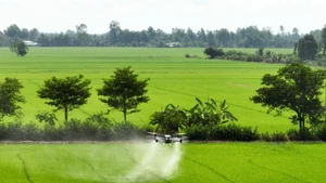 Phun thuốc bảo vệ thực vật phòng, chống sâu bệnh hại lúa. 