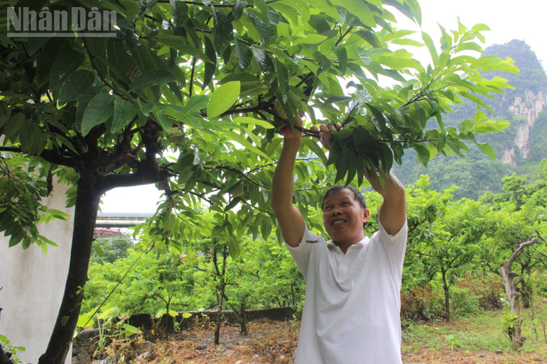Nông dân xã Chi Lăng, tỉnh Lạng Sơn phấn khởi thu hoạch na. ndo_tl_img-4926.jpg