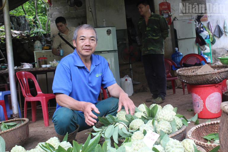 Ông Hoàng Văn Chức, thôn Lũng Cút bên gánh na mới hái. ndo_tr_img-5825.jpg