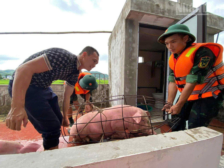 Lực lượng bộ đội hỗ trợ người dân di dời vật nuôi đến nơi an toàn. ndo_tr_gen-h-z7045563610399-a09bd73e97197d42913e5e163dc9e8fc.jpg