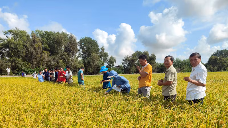 Nông dân Đồng bằng sông Cửu Long áp dụng thực hành canh tác bền vững nhằm đáp ứng yêu cầu của các thị trường xuất khẩu cao cấp khi tham gia dự án Chuỗi giá trị lúa gạo bền vững tại vùng do ACIAR và SunRice đồng đầu tư giai đoạn 2022-2025. (Ảnh: Đại sứ quán Australia)