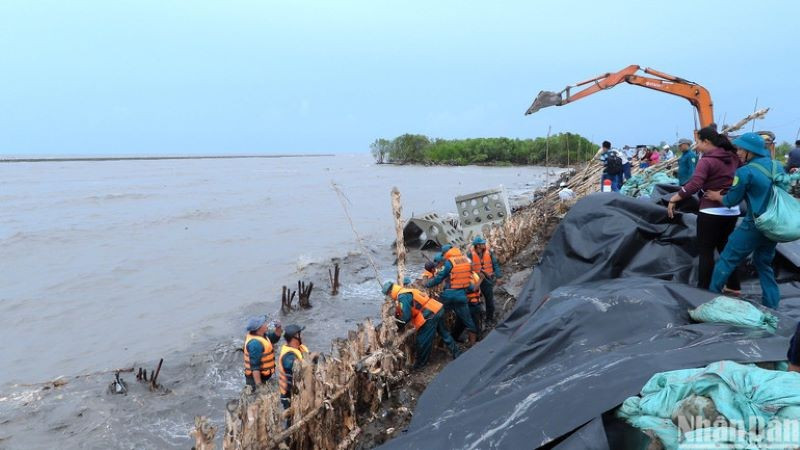 Tu bổ đê điều vùng biển phía tây Cà Mau. (Ảnh: HỮU TÙNG)