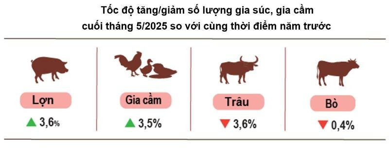Nguồn: CỤC THỐNG KÊ bd2nn525.jpg