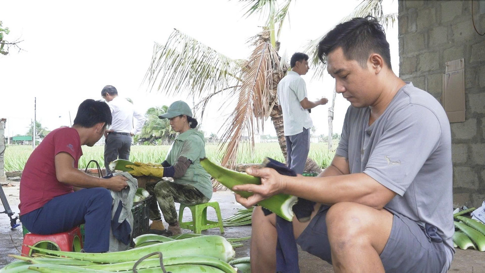 Nông dân sơ chế nha đam ngay sau thu hoạch. (Ảnh: PV) nhadam1.jpg