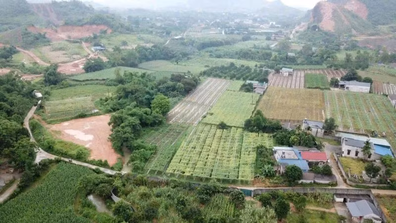 Giao khoán trong công ty nông nghiệp cần được phát huy hiệu quả trong giai đoạn mới. (Ảnh: HNV)