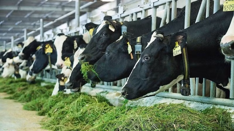 Chiến lược phát triển ngành sữa giai đoạn đến năm 2030, tầm nhìn đến năm 2045. (Ảnh: PV)