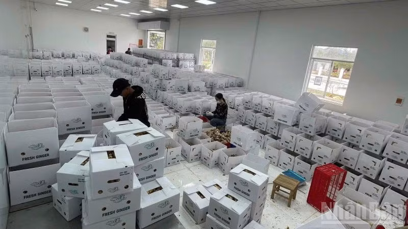 Số doanh nghiệp trong lĩnh vực nông nghiệp gia tăng. (Ảnh: HNV)