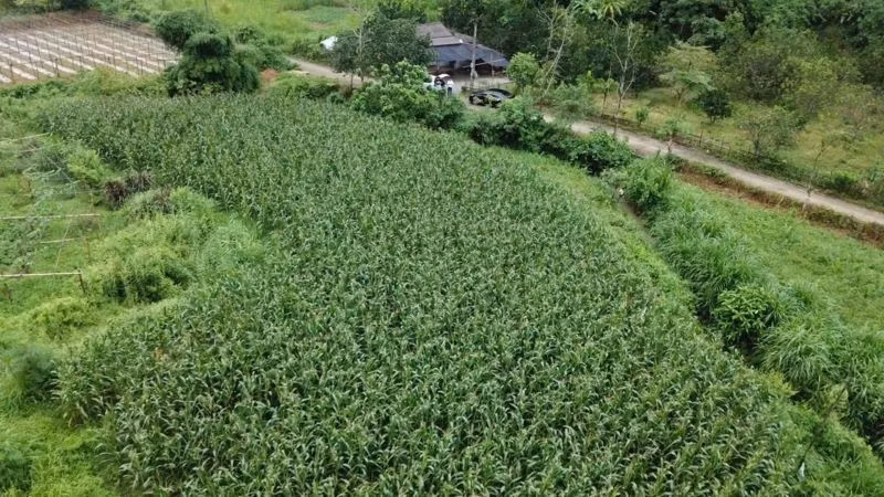 Diện tích rau, đậu các loại tăng so với cùng kỳ 2024 do các địa phương chuyển đổi cây trồng. (Ảnh: HNV)