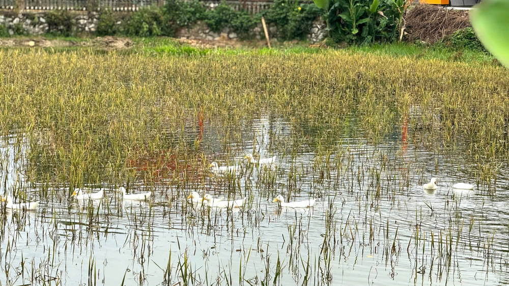 Tổng điều tra giúp cung cấp số liệu tạo nền tảng chính sách phát triển bền vững nông nghiệp, nông thôn. (Ảnh: HNV) tdt3.jpg
