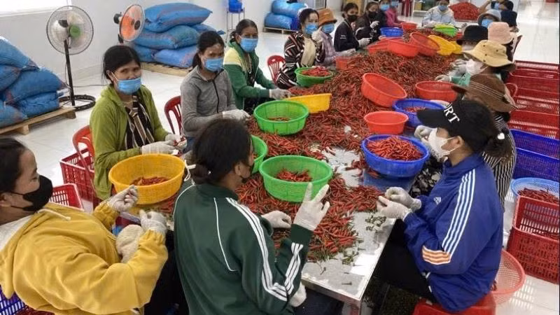 Đối tượng điều tra gồm: Lao động tham gia hoạt động nông, lâm, thuỷ sản; Hộ dân cư tham gia hoạt động nông, lâm, thuỷ sản; Trang trại, doanh nghiệp, hợp tác xã tham gia hoạt động nông, lâm, thuỷ sản; Ủy ban nhân dân xã. (Ảnh: HNV)