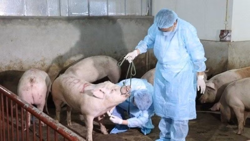 Phòng chống dịch tả lợn châu Phi một cách hiệu quả. (Ảnh: PV)
