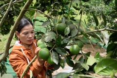 Chị Bnướch Thị Blắc bên vườn cam của mình. (Ảnh: Hiền Thúy).
