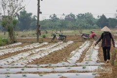 Nông dân làng rau Bàu Tròn (xã Đại Lộc) tái trồng trọt sau khi lũ rút.