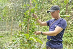 Anh Nguyễn Văn Sao mạnh dạn đầu tư phát triển vườn Ba kích chuẩn bị cho thu hoạch. (Ảnh HIỀN THÚY).