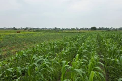 Xanh mướt cánh đồng vụ đông tại Thanh Hóa.