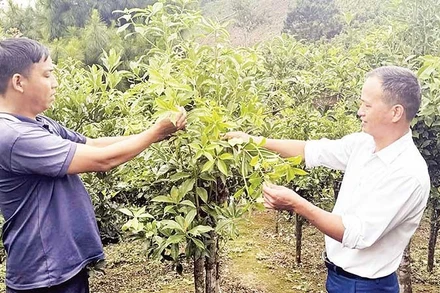 Cây hồi trở thành cây trồng chủ lực để xóa nghèo tại xã Đường Hồng, tỉnh Tuyên Quang. (Ảnh TOÀN CHUNG)