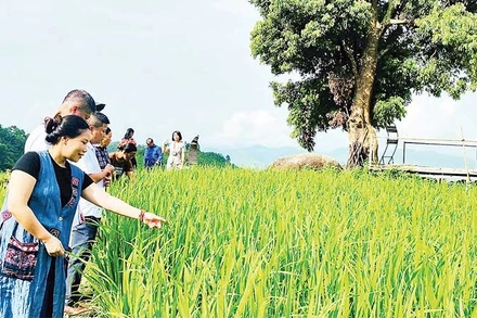 Hợp tác xã Yến Dương phối hợp Sở Khoa học và Công nghệ Thái Nguyên khảo sát xây dựng chỉ dẫn địa lý cho cây lúa nếp Tài ở xã Thượng Minh. (Ảnh MA NINH)