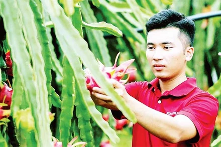 Người dân ở phường Chiềng Cơi (Sơn La) thu hoạch thanh long. (Ảnh TTXVN)