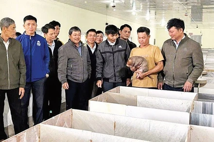 Mô hình nuôi dúi của ông Trần Văn Toàn được nhiều người đến tham quan học tập và được địa phương khuyến khích nhân rộng.