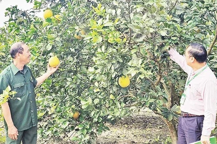 Từ nguồn vốn vay của Ngân hàng Chính sách xã hội, nông dân tỉnh Quảng Trị có điều kiện để đầu tư xây dựng trang trại.