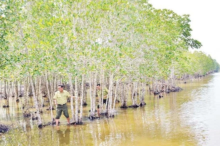 Rừng đước ở vùng ven biển các xã khu vực Bạc Liêu (nay thuộc tỉnh Cà Mau) như “lá chắn mềm” bảo vệ vững chắc tuyến đê phòng hộ của tỉnh.