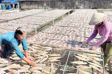 Làng nghề cá khô Bình Thắng tất bật vào vụ Tết.