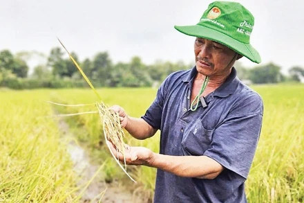 Nông dân Tây Ninh trồng lúa sạch, hiệu quả kinh tế cao.