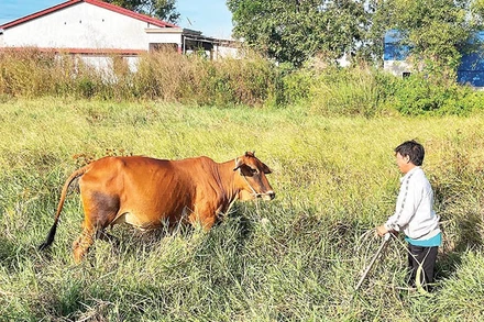 Chăn nuôi bò đẻ đem lại khoản tích lũy đáng kể cho các hộ nghèo.