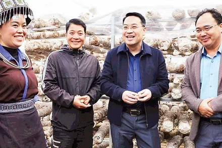 Đồng chí Giàng A Câu, Bí thư Đảng ủy xã Mù Cang Chải (người đứng ngoài cùng bên phải) tham gia kiểm tra việc trồng nấm xuất khẩu trên địa bàn.