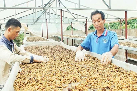 Nhờ đổi mới đồng bộ từ giống, quy trình và công nghệ, đến nay 97% sản lượng cà-phê đặc sản của hợp tác xã được xuất khẩu sang hơn 20 quốc gia.