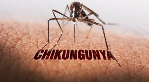 Singapore: Cảnh báo nguy cơ lây truyền virus chikungunya