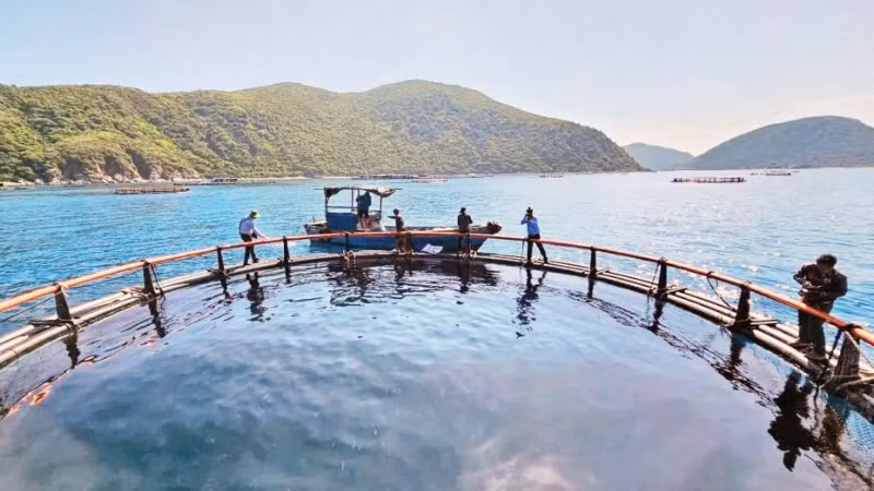 Mô hình nuôi biển công nghệ cao tại tỉnh Khánh Hòa. (Ảnh KIM SƠ)