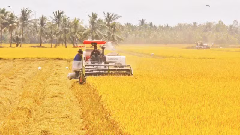 Nông dân thu hoạch lúa tại xã Vĩnh Thuận Đông, thành phố Cần Thơ. (Ảnh: TTXVN)