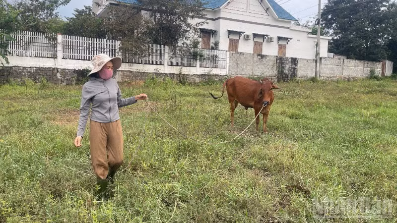 Chị Nguyễn Thị Hà (46 tuổi, hộ cận nghèo, thôn Bình Nghĩa) vừa làm thuê quán nước, vừa chăm bò.