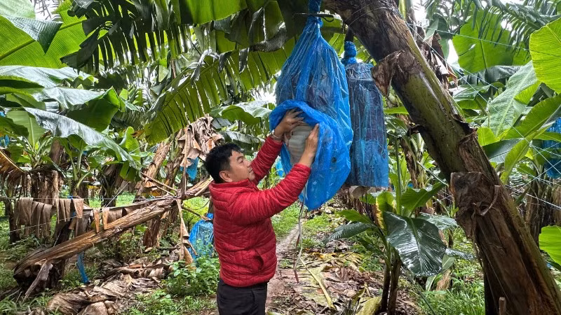 Quy trình canh tác chuối chuyên nghiệp, bài bản tại Công ty An Thịnh Khang-Farm (Gia Lai).