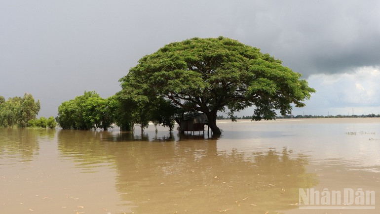 Mangrovele scufundate în apele inundațiilor în timpul sezonului ploios din comuna An Cu creează un peisaj natural superb care atrage turiștii să facă fotografii. ndo_br_a1-985.jpg