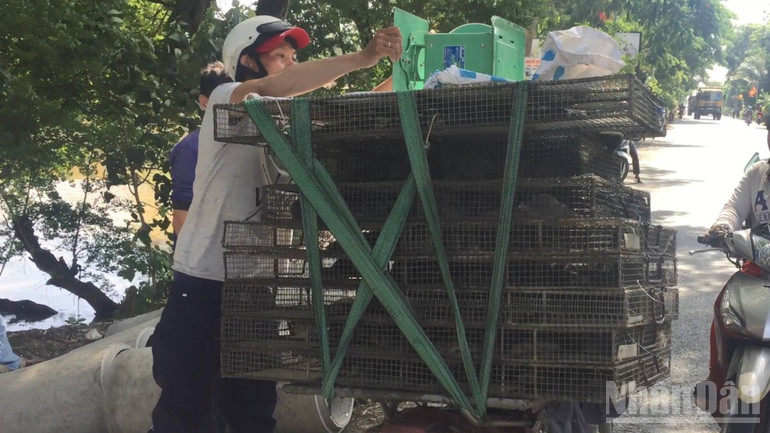Nhiều người tham gia đánh bắt, vận chuyển chuột kiếm thêm thu nhập ndo_br_anh-1-1.jpg